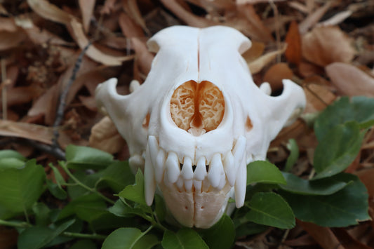 Coyote Skull