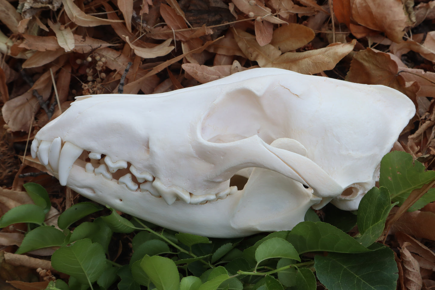 Coyote Skull