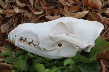 Coyote Skull