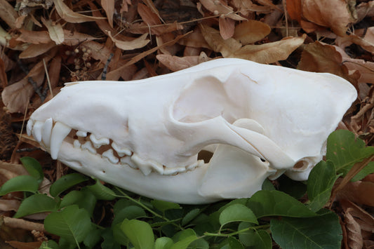 Coyote Skull