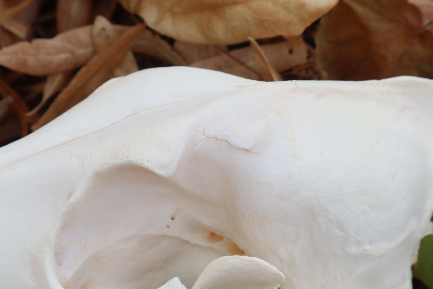 Coyote Skull