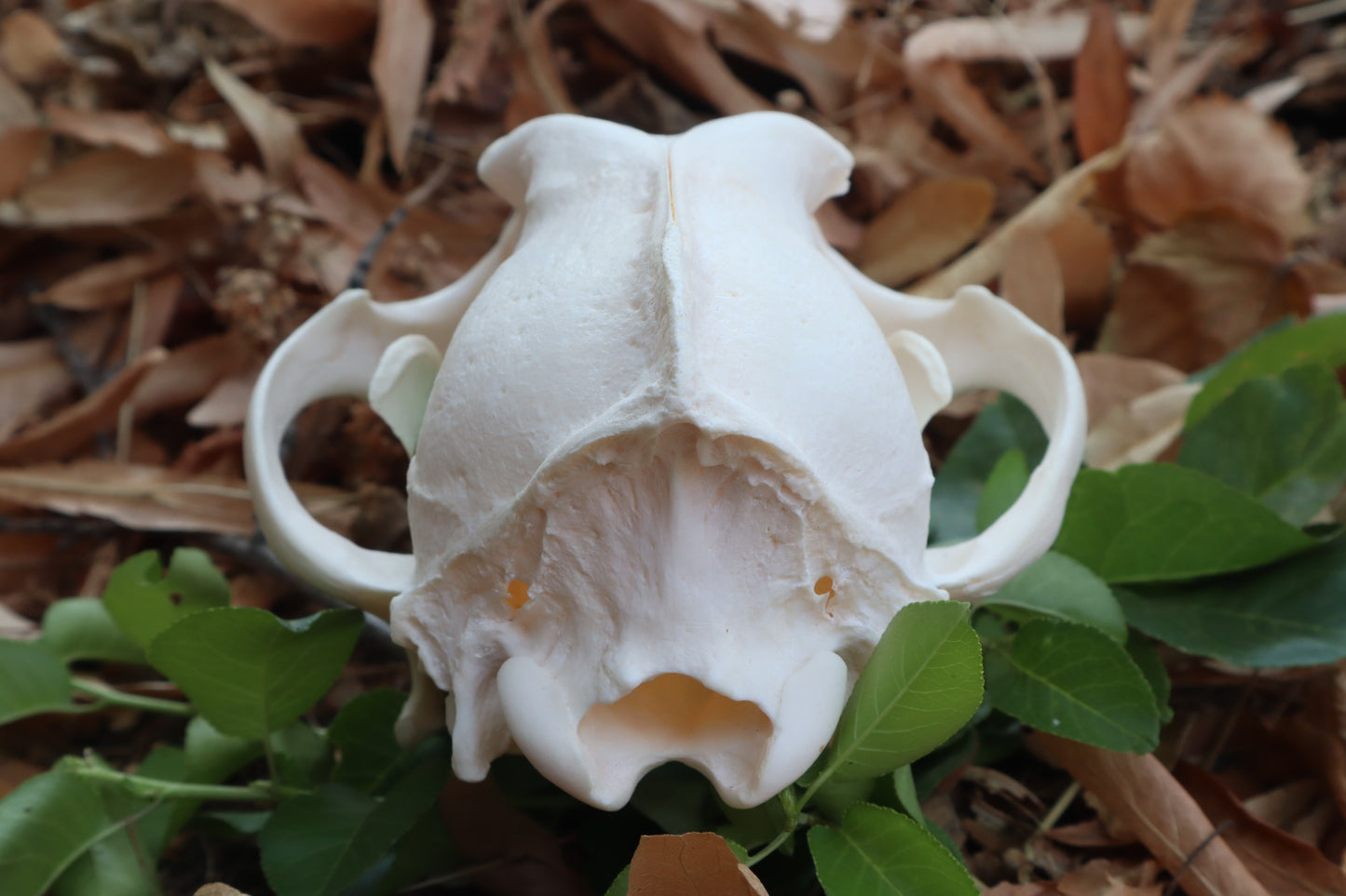 Coyote Skull