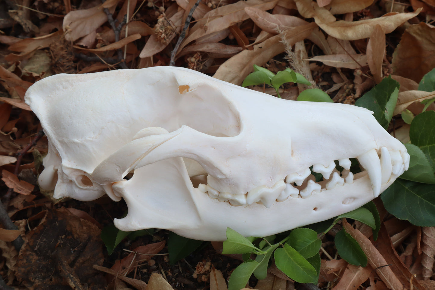 Coyote Skull