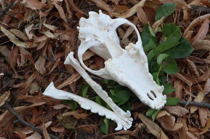 Coyote Skull