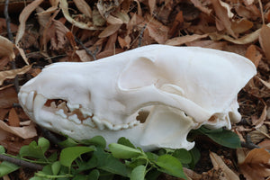 Coyote Skull