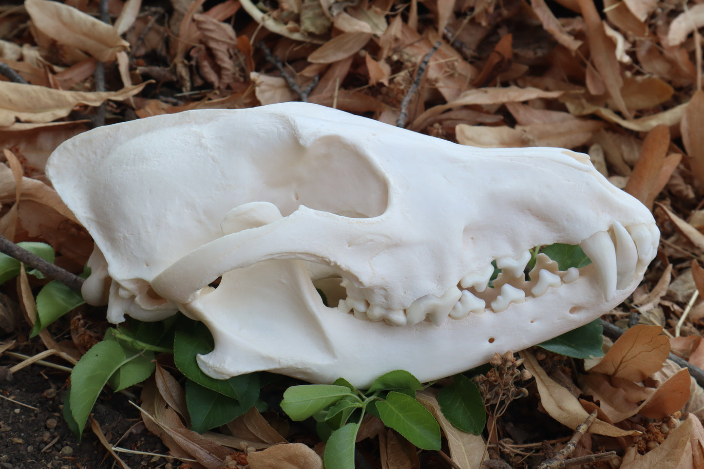 Coyote Skull