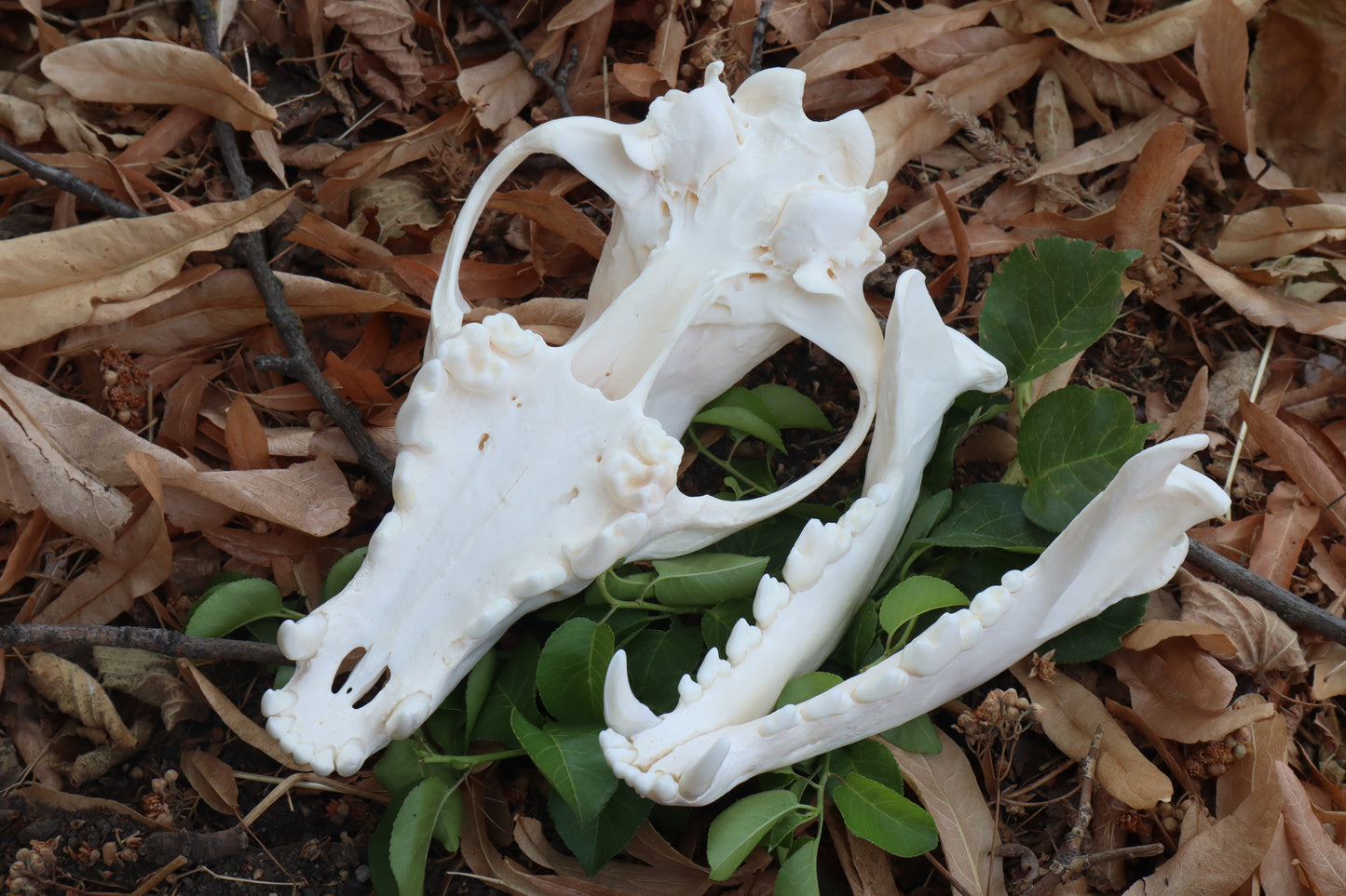 Coyote Skull