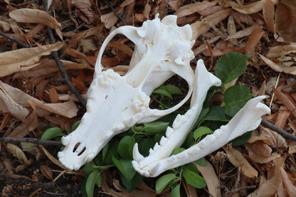 Coyote Skull