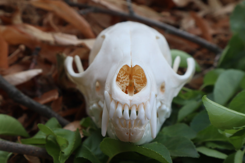 Red Fox Skull