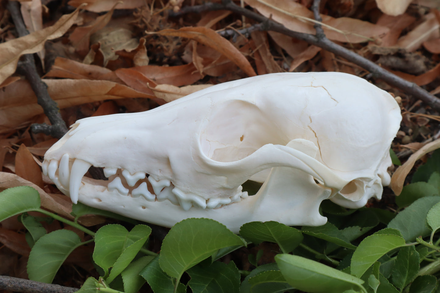 Red Fox Skull