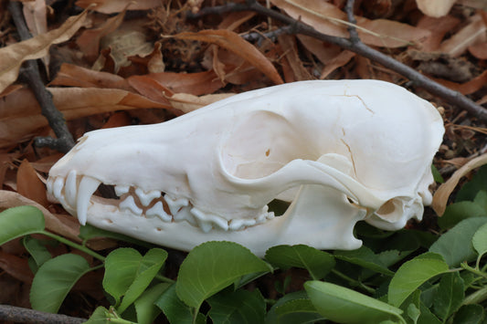 Red Fox Skull