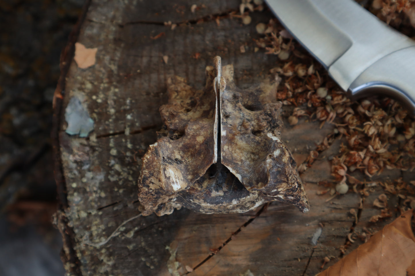 Nifhel Knife with Sacrum Stand