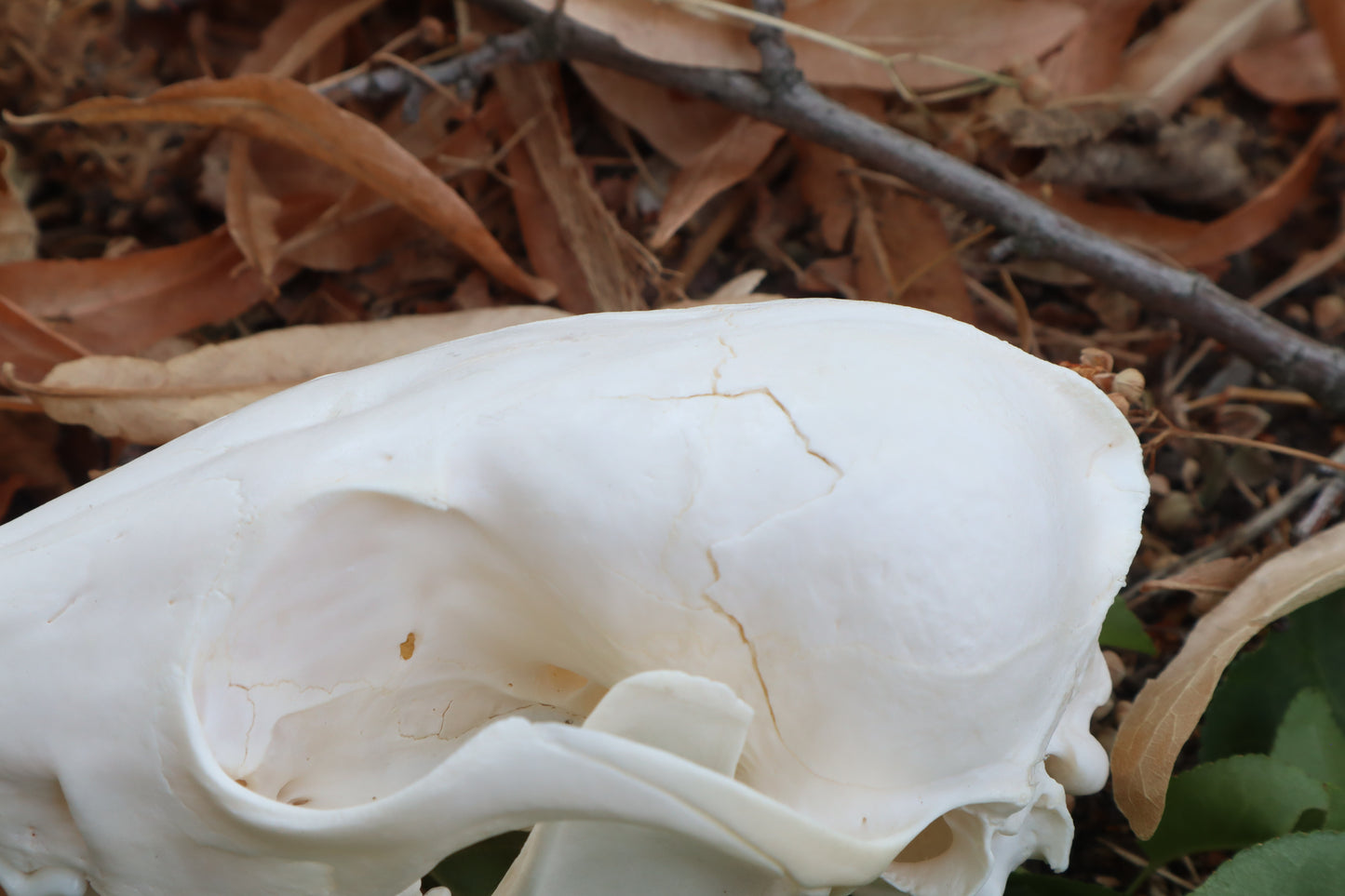 Red Fox Skull