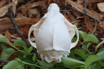 Red Fox Skull