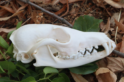 Red Fox Skull