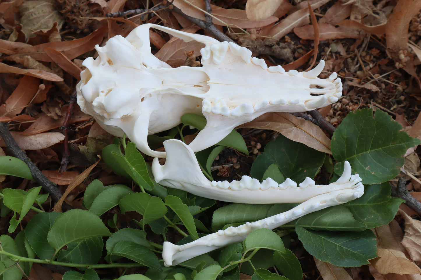 Red Fox Skull
