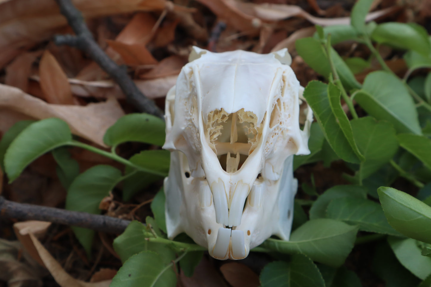 Jack Rabbit Skull