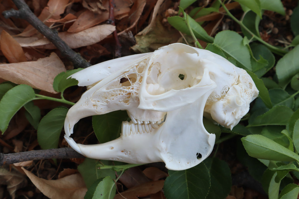 Jack Rabbit Skull