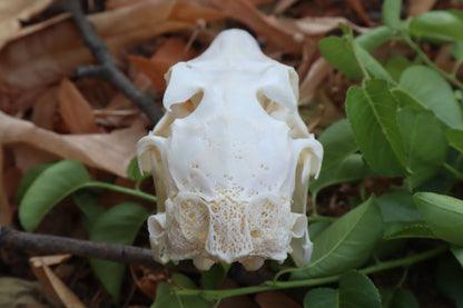 Jack Rabbit Skull