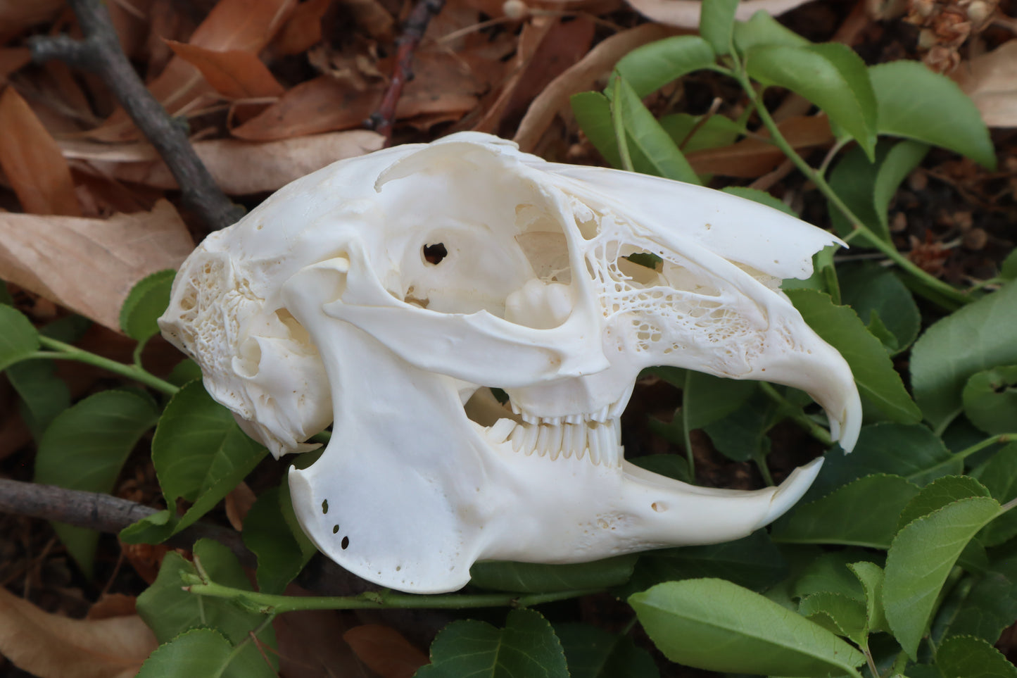Jack Rabbit Skull
