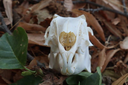 Jack Rabbit Skull