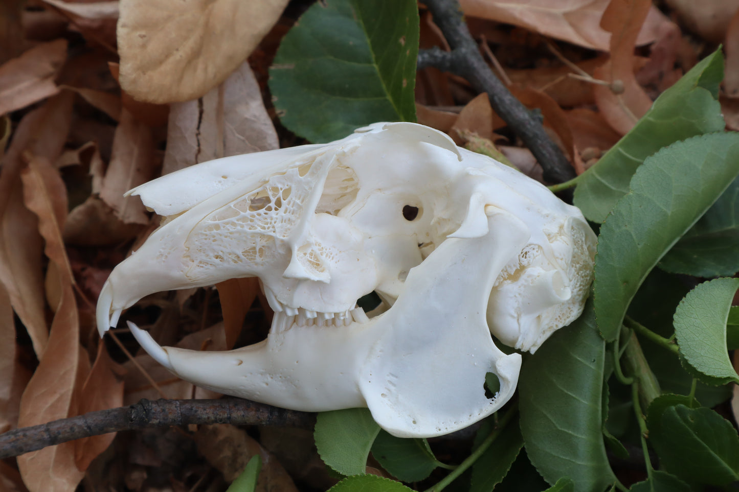 Jack Rabbit Skull