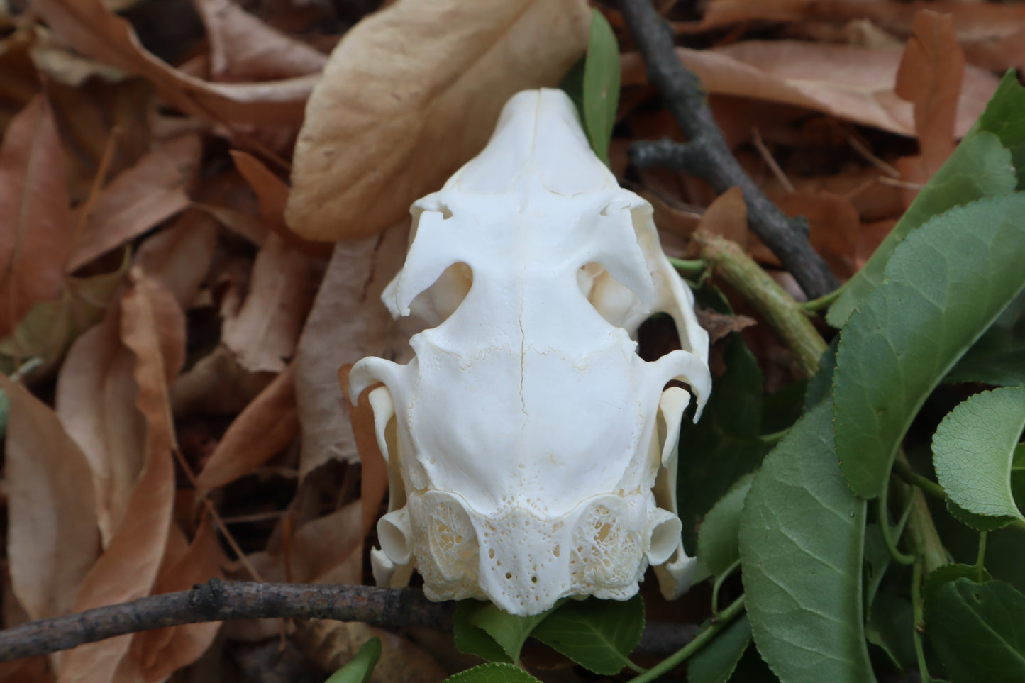 Jack Rabbit Skull