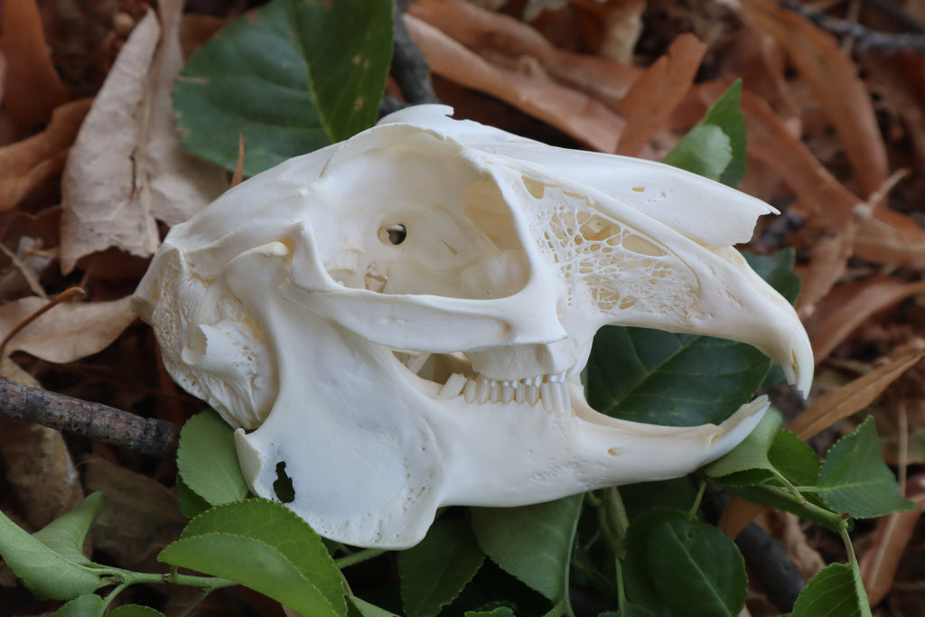 Jack Rabbit Skull