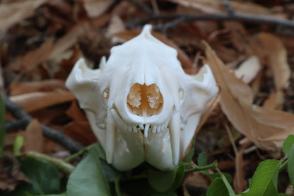 Opossum Skull