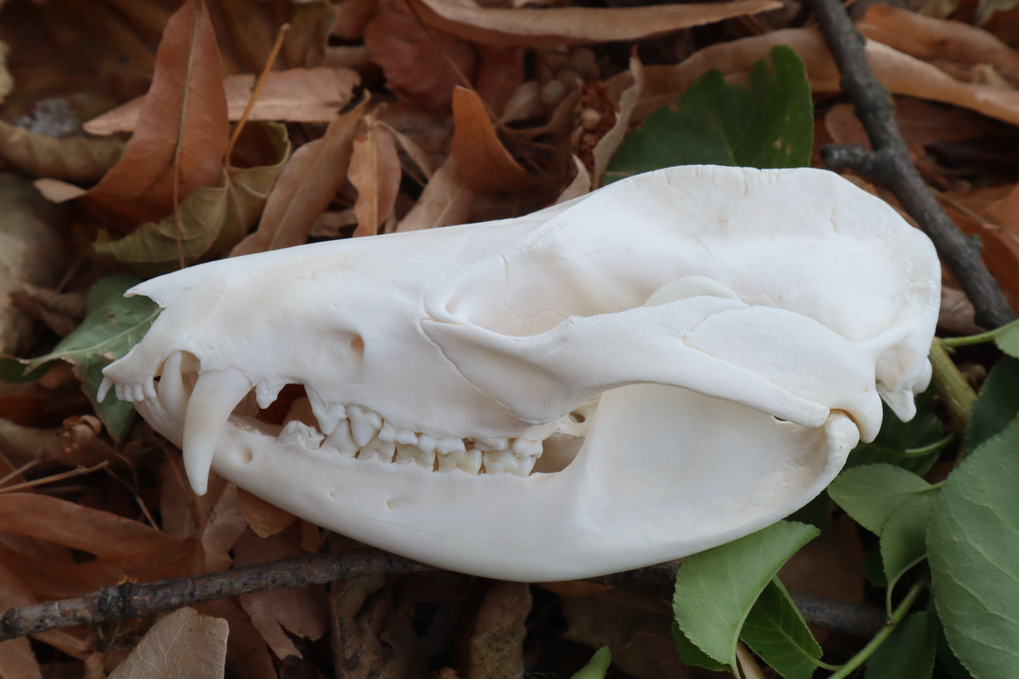 Opossum Skull