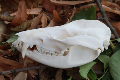 Opossum Skull