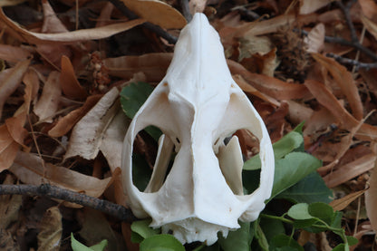Opossum Skull