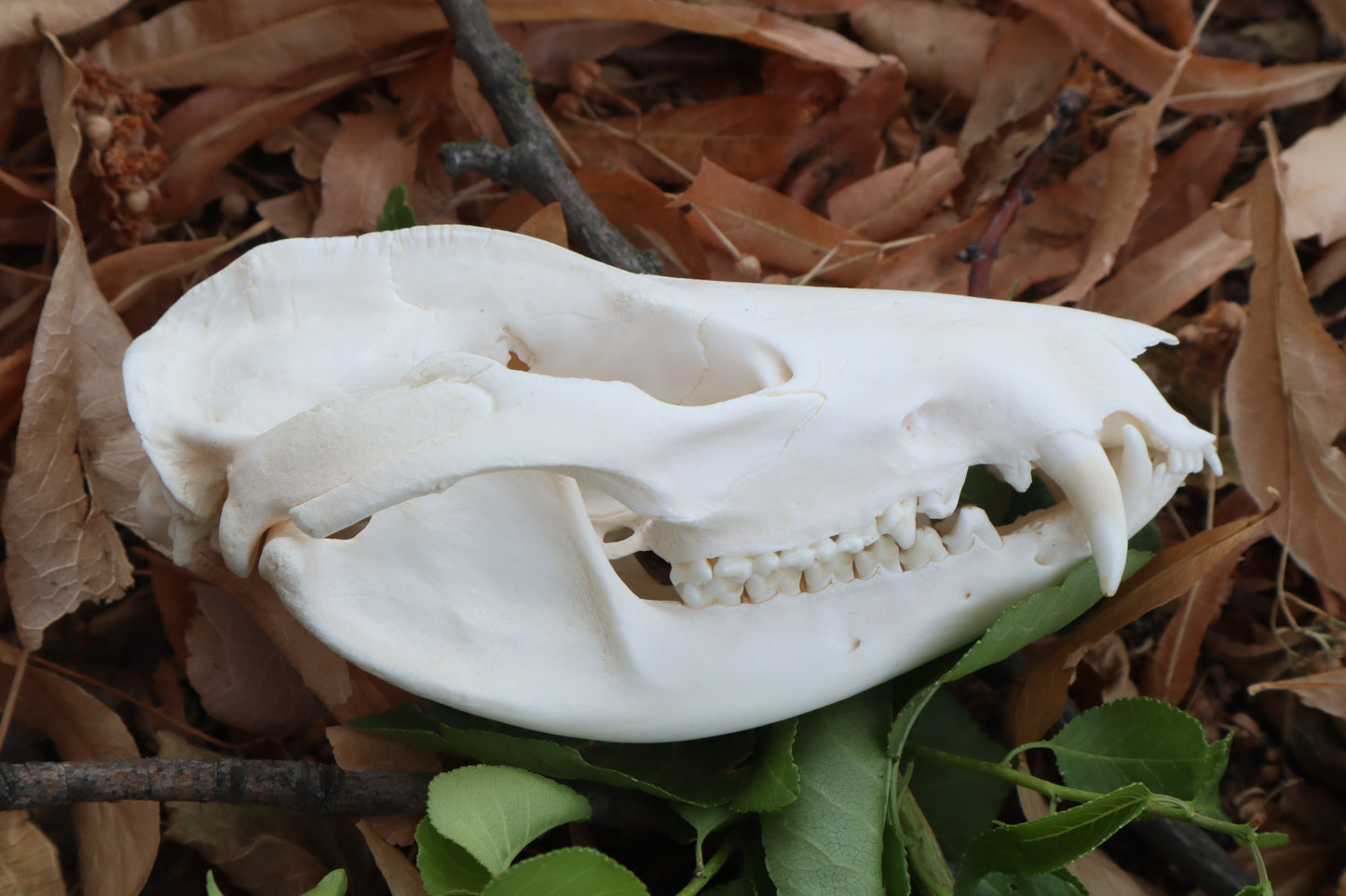 Opossum Skull