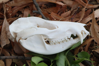 Opossum Skull