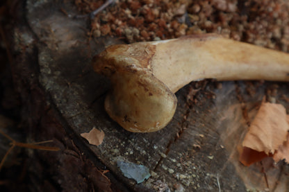 Nifhel Knife with Sacrum Stand
