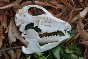 Opossum Skull