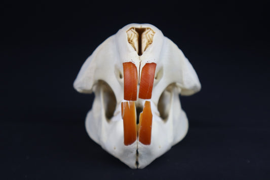 Beaver Skull