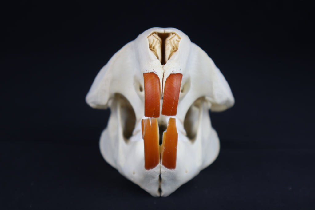 Beaver Skull