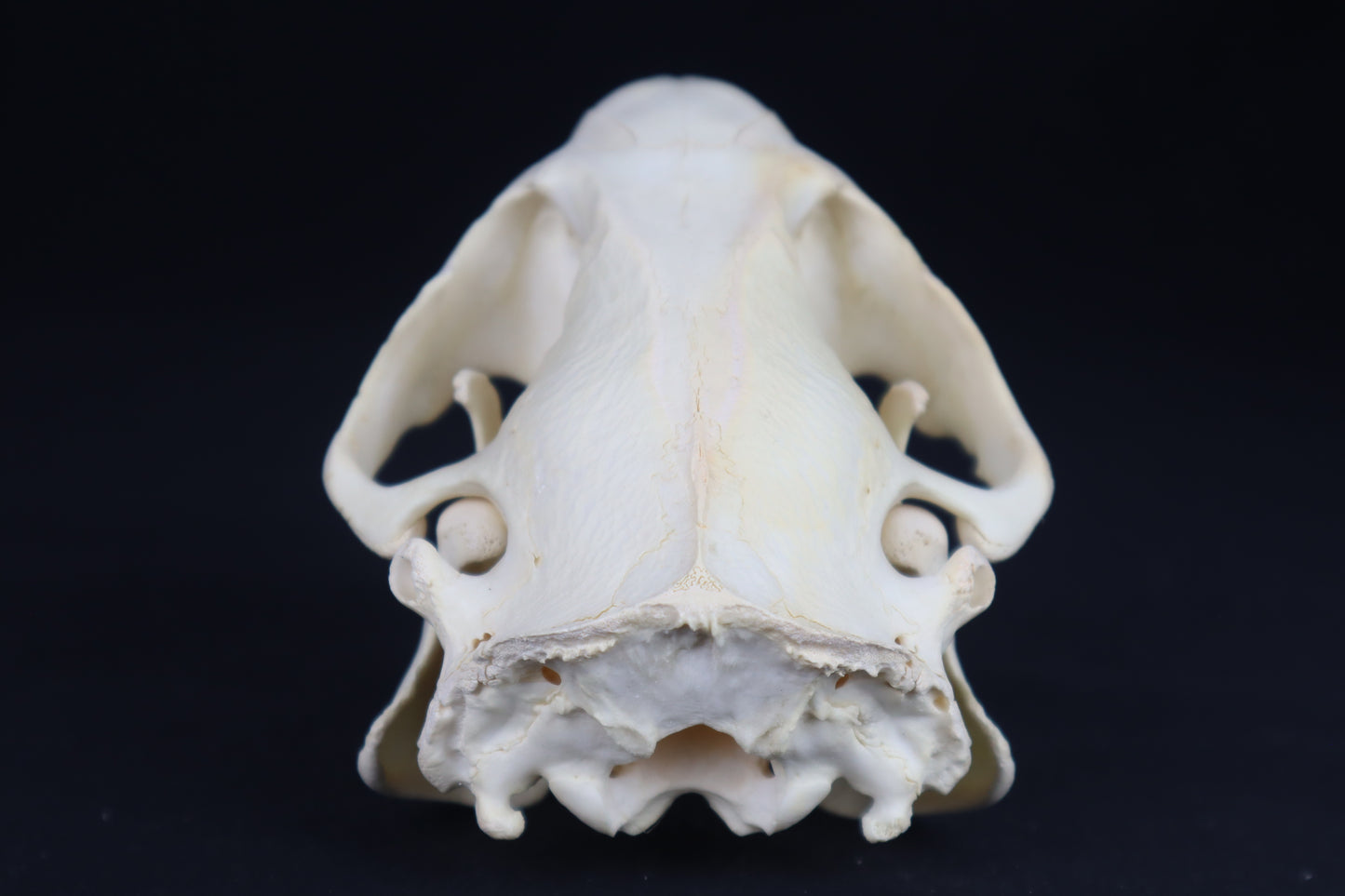 Beaver Skull