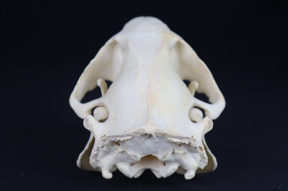 Beaver Skull