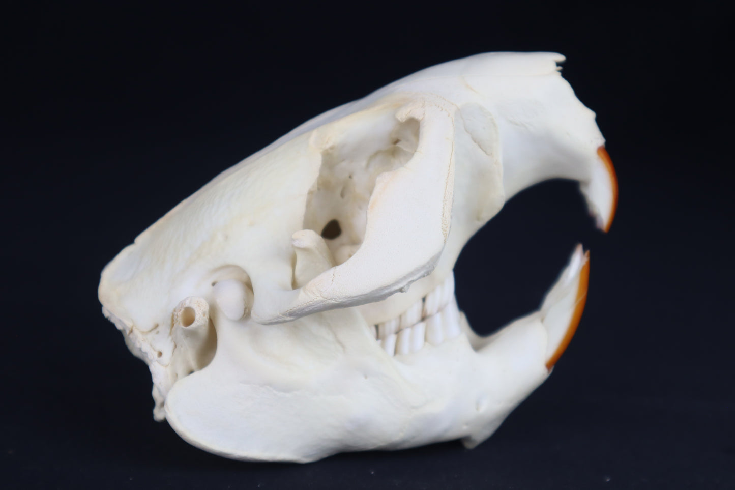 Beaver Skull