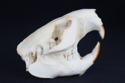 Beaver Skull