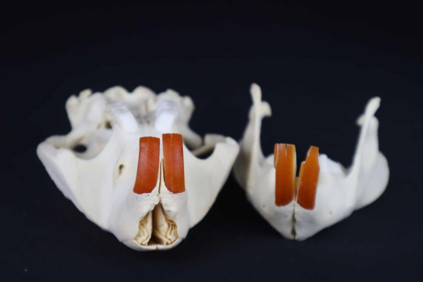 Beaver Skull