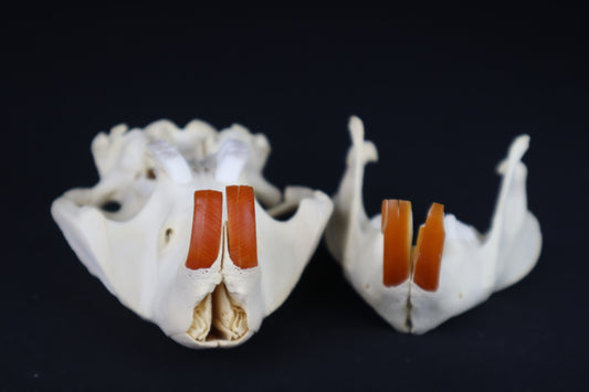 Beaver Skull
