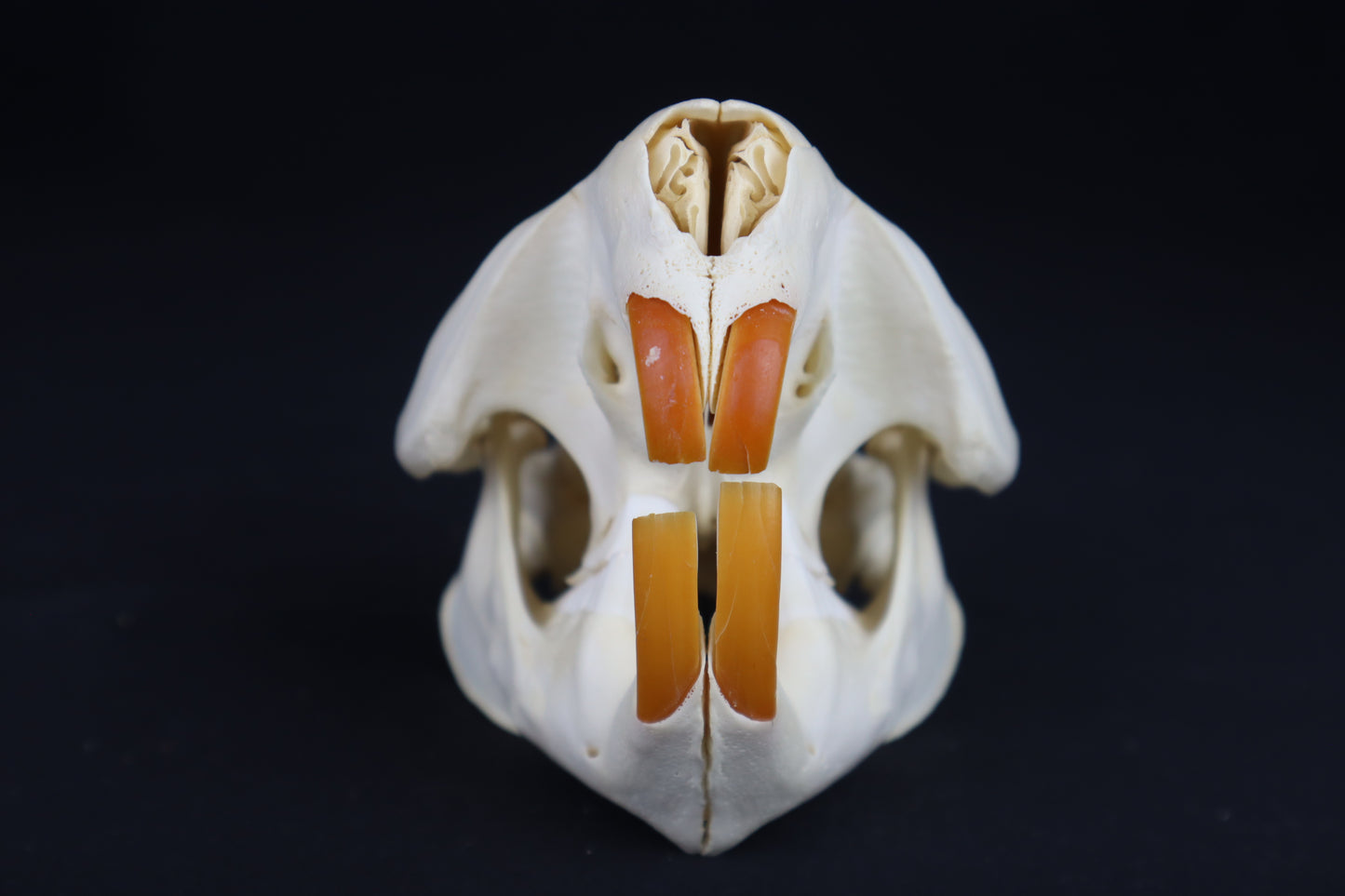 Beaver Skull