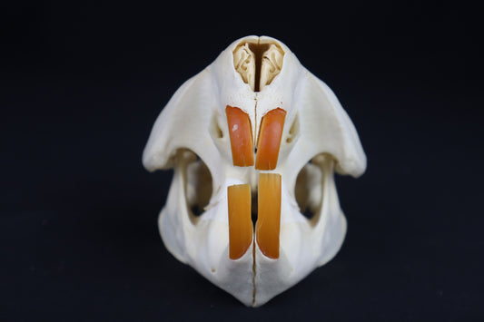 Beaver Skull