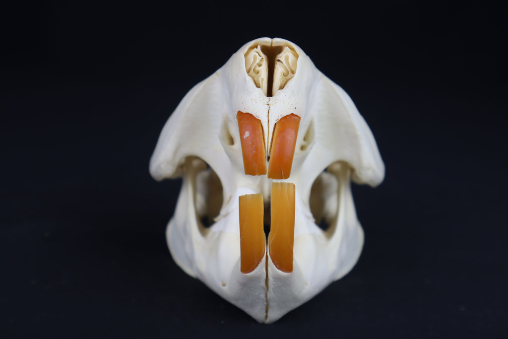 Beaver Skull