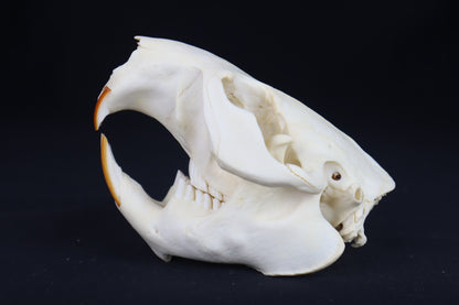 Beaver Skull