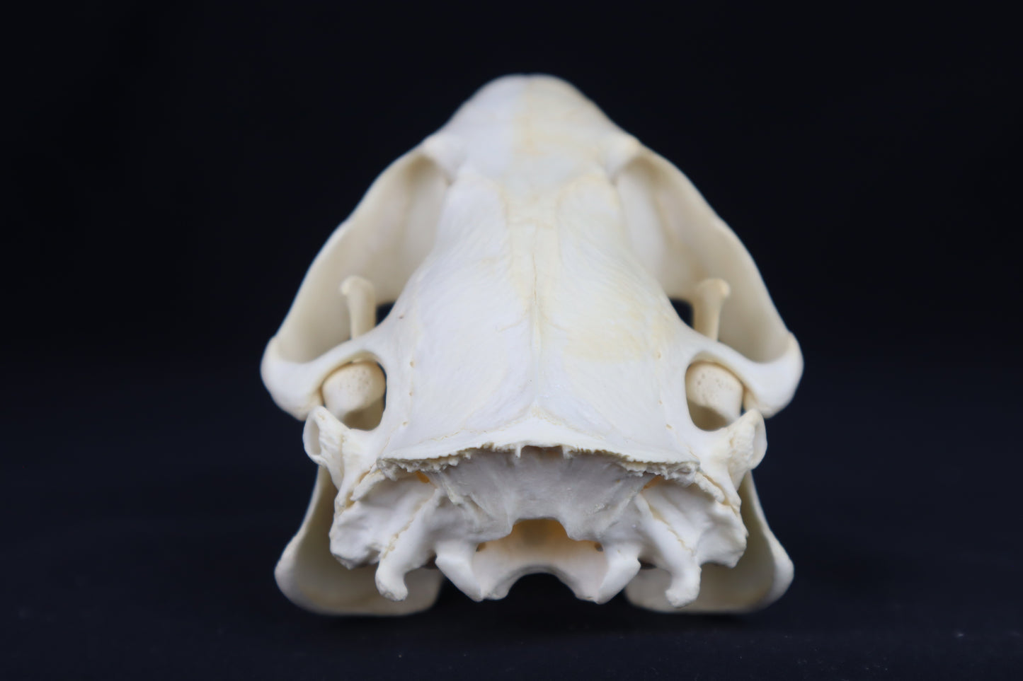 Beaver Skull
