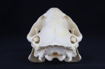 Beaver Skull
